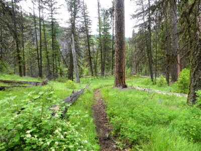 13 Mile Trail June 2020 trail grass by Sharleen Puckett photo