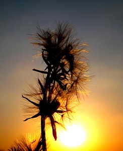 Plants sun sky photo