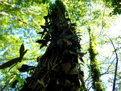 Ivy on a Tree