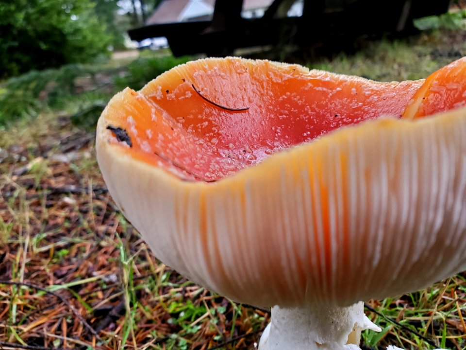 Fly agaric, Mt. Baker-Snoqualmie National Forest. Photo by Anne Vassar November 23, 2020.