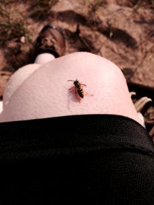 Hornet on my knee