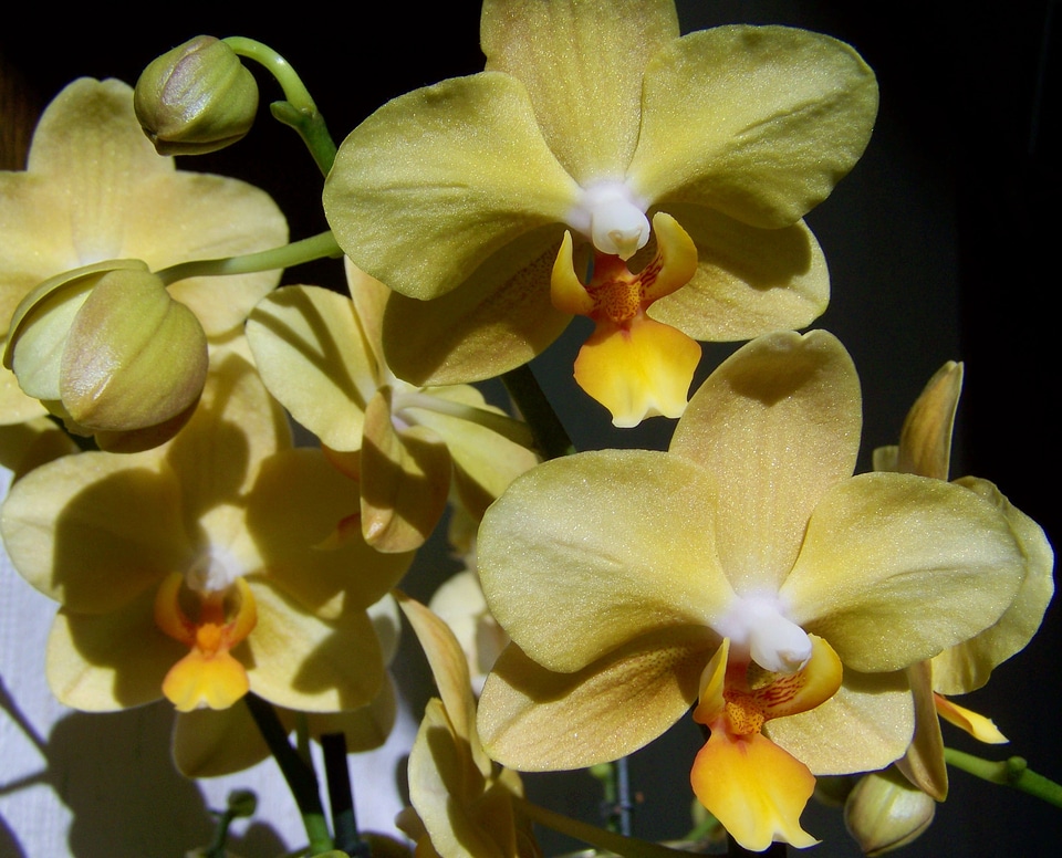 Orchid pale yellow flower room plant