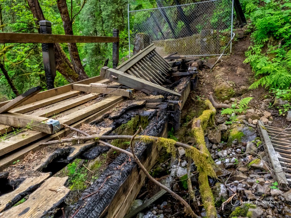 Burned out bride along Larch Mountain Trail, photo courtesy of Trailkeepers of Oregon.