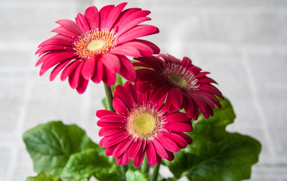Nature gerbera spring