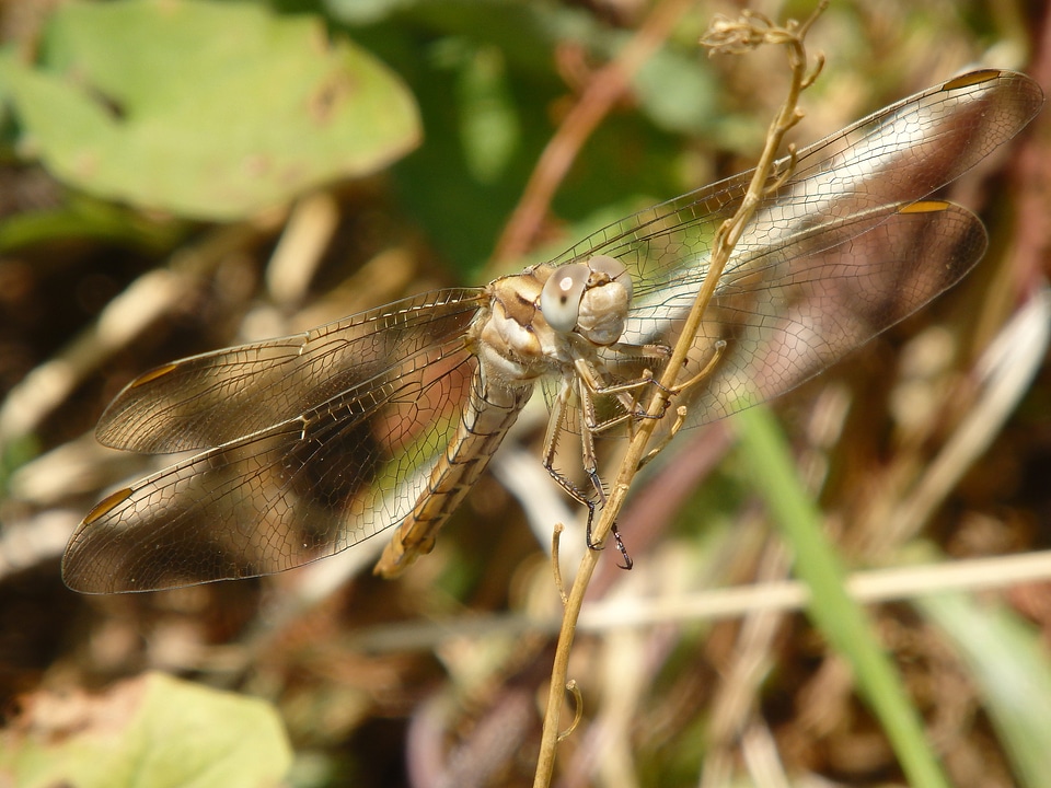 Insect nature bug