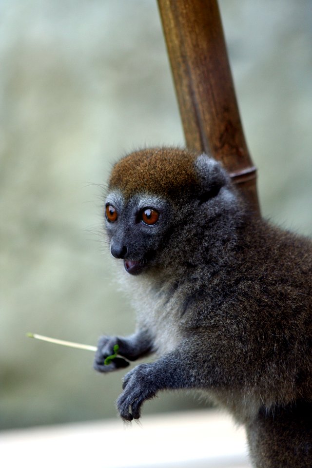 SAMBIRANO BAMBOO LEMUR