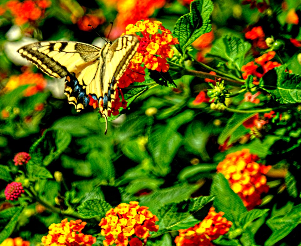 SAM 2495 tonemapped