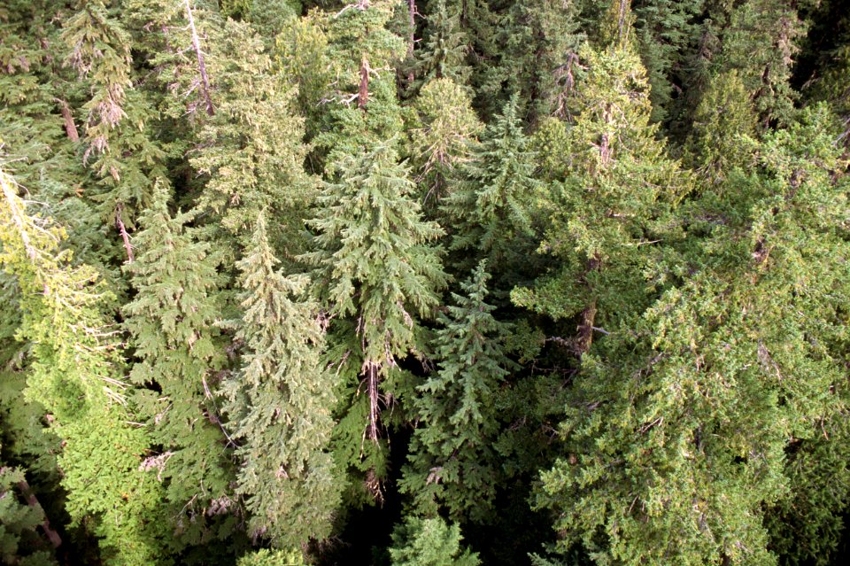 Gifford Pinchot National Forest,  old growth forest canopy.jpg