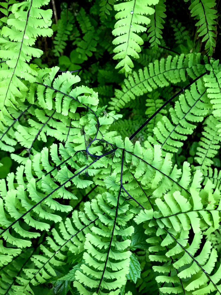 Olympic Maidenhair Fern - Willaby Campground. Photo by Tharon Snuggs, USFS photo.