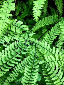 Olympic Maidenhair Fern - Willaby Campground. Photo by Tharon Snuggs, USFS photo.