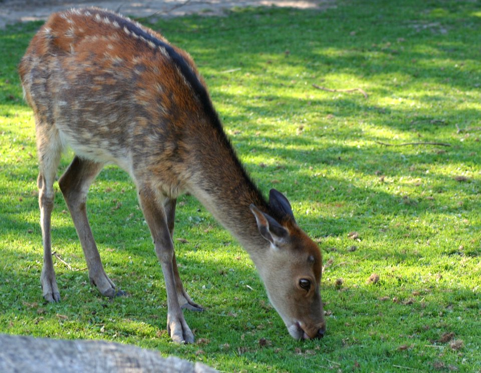 Wingham Wildlife Park