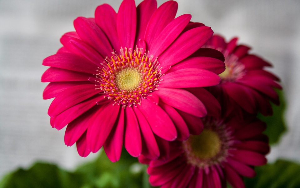 Nature gerbera spring