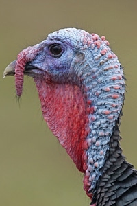 Wild turkey pheasant-like gallopavo meleagris