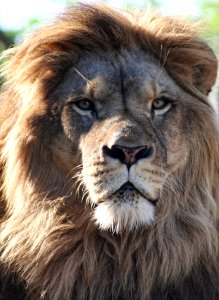 Wingham Wildlife Park