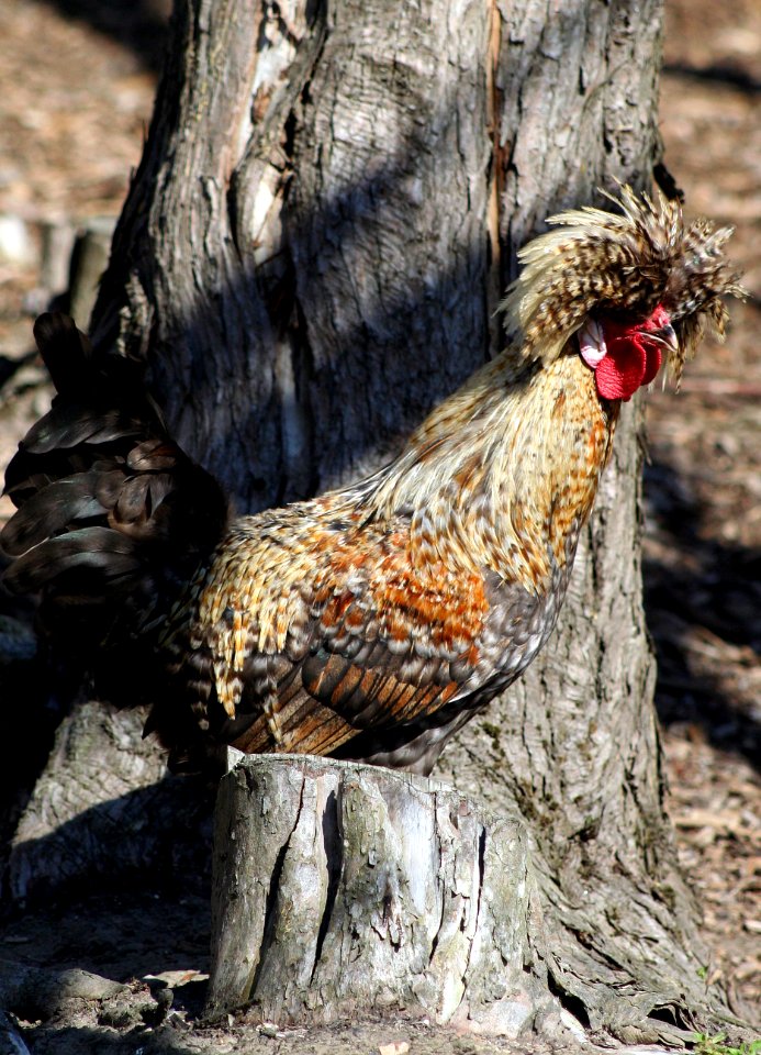 Wingham Wildlife Park