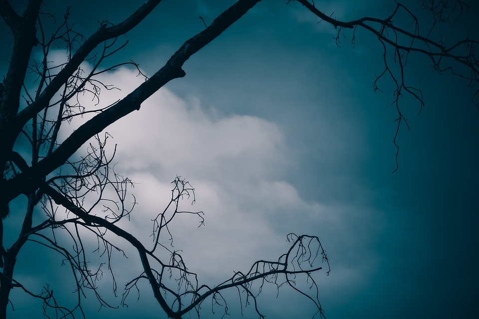 Forest night mystery