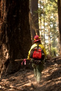 Firefighter, Umpqua National Forest, 2017