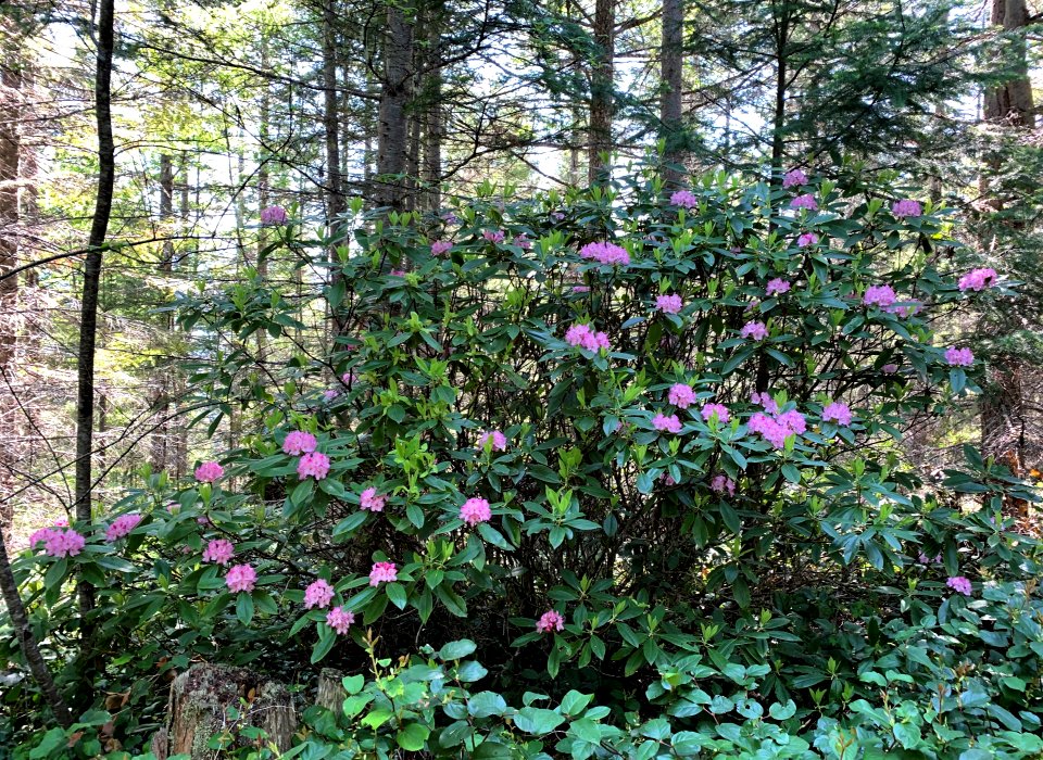 20190530 Olympic Rhododendron in bloom along Gray Wolf Trail by Karen Holtrop.