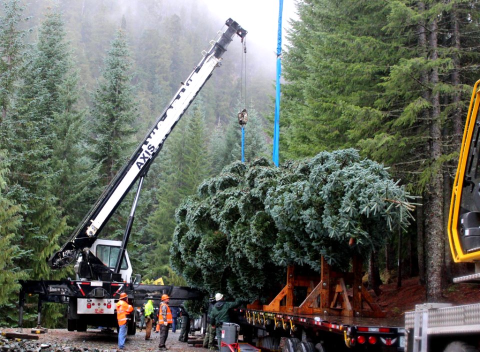 Tree on truck woods