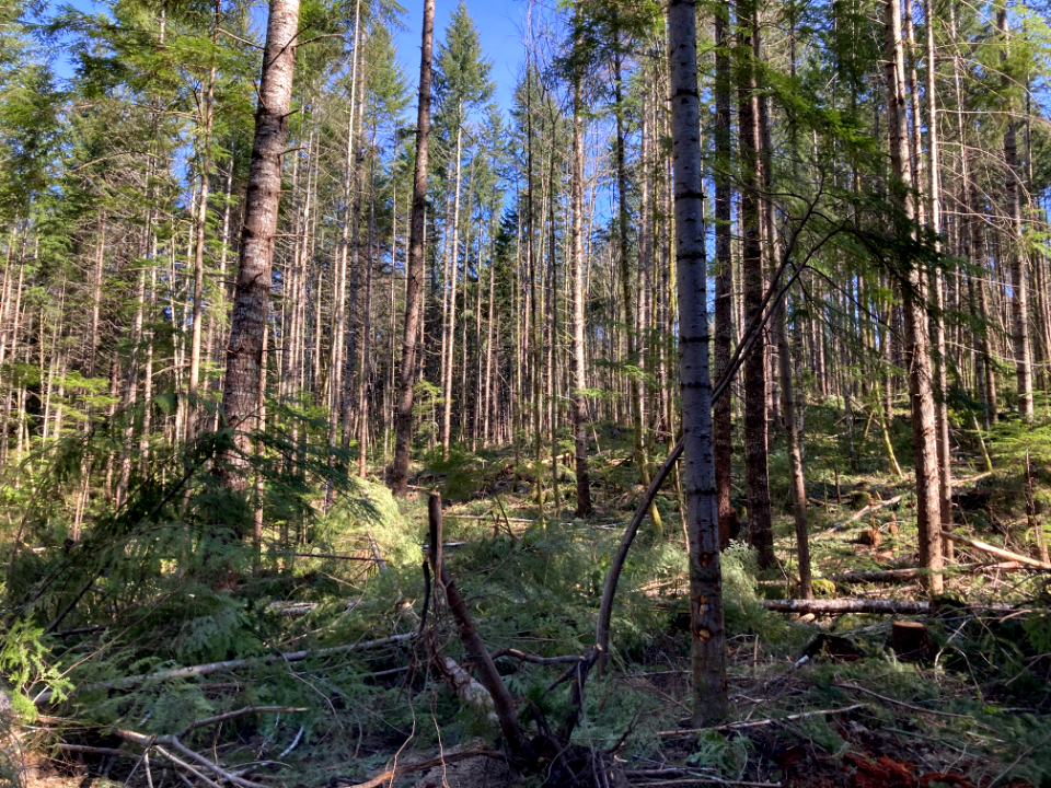 20210312-FS-GPNF-Commercial thinning project in Cowlitz Valley Ranger District 1