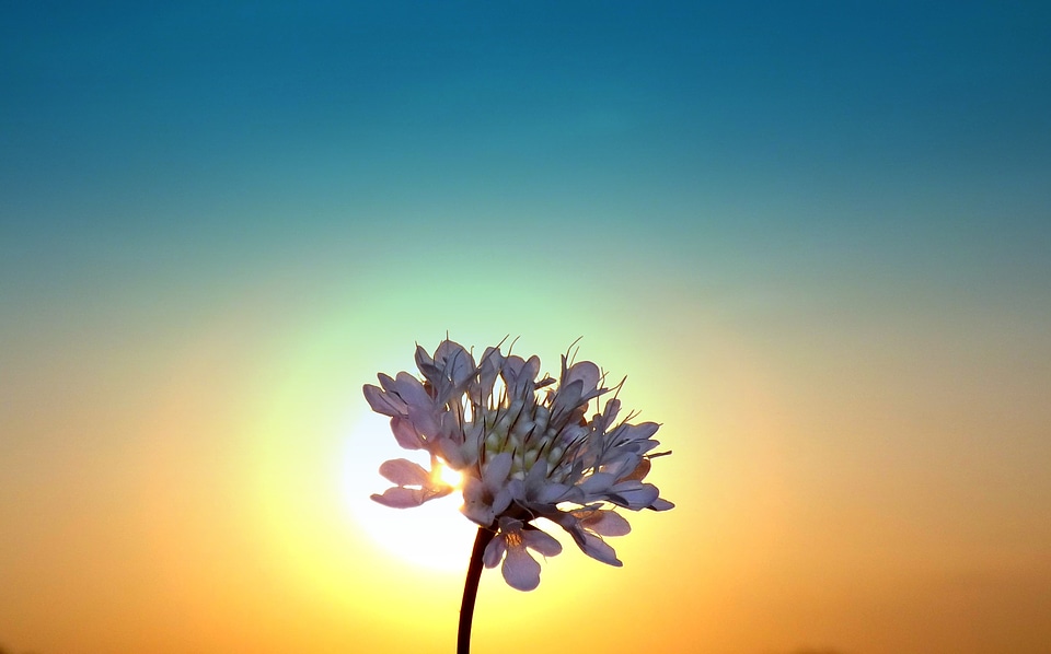 Flower sun sky