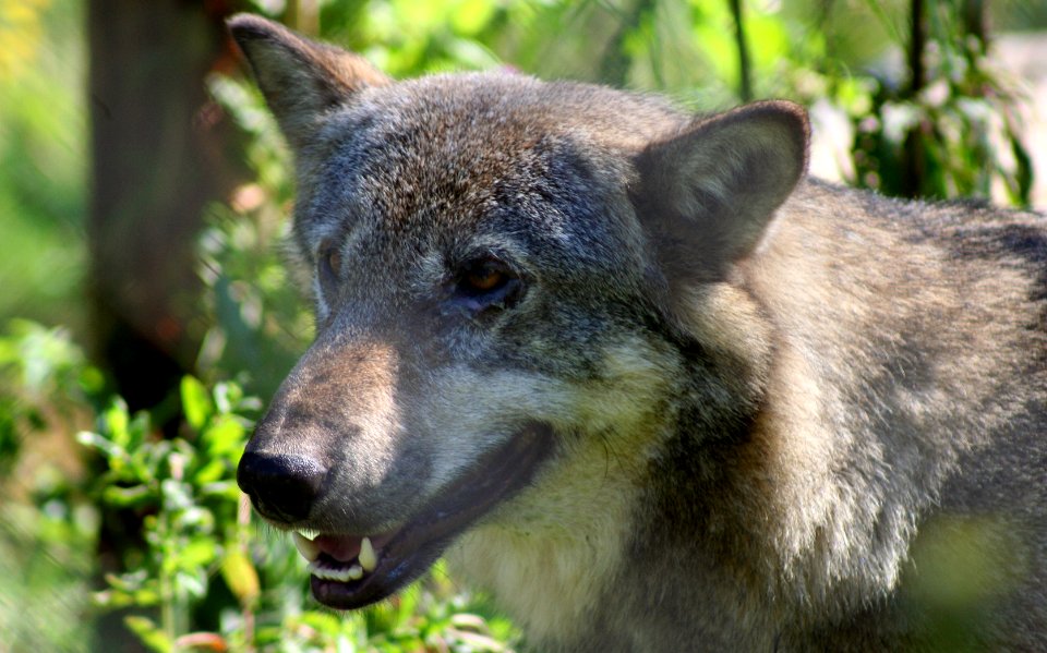 Wingham Wildlife Park