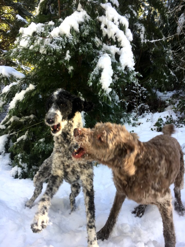 4-pets-on-trails-dogs-north-umpqua--trailjpg 48801024146 o