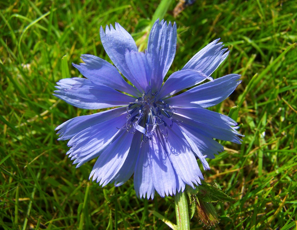 Intybus chicory stalk light blue wildflower meadow flower