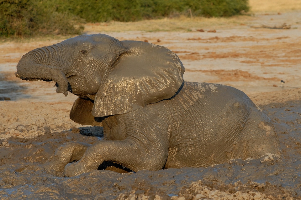 Elephant badespass mud bath
