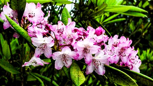 Wild Pacific Rhododendrons-Olympic