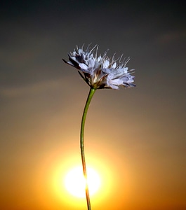 Flower sun sky photo