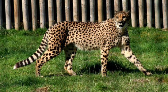 Wingham Wildlife Park
