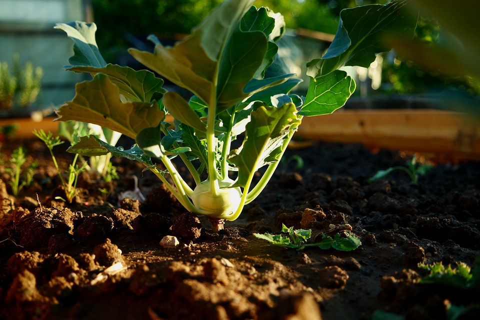 Nursery gardeners would look like