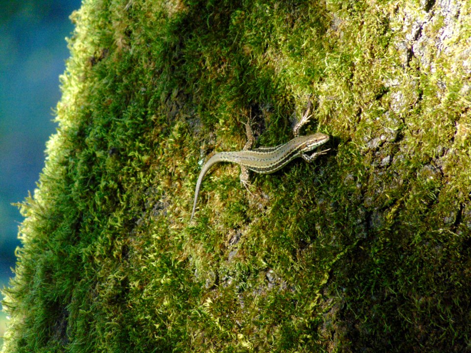 Lizard on a tree photo