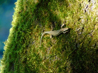 Lizard on a tree