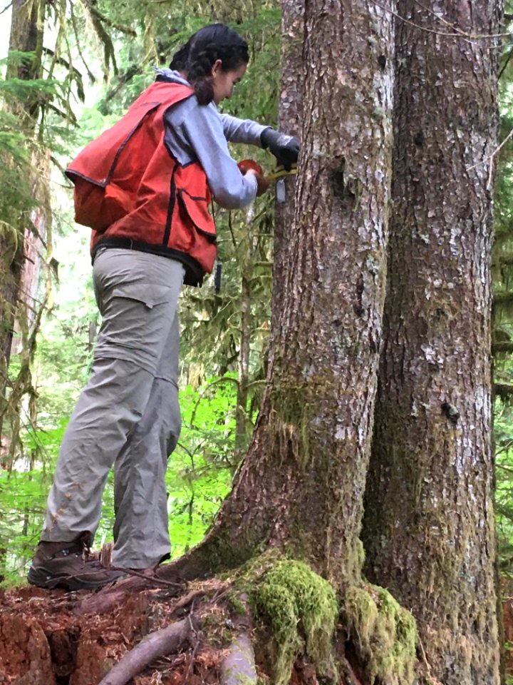 2020 Researcher from Washington State University  measures a tree at Gifford Pinchot National Forest during a study.
