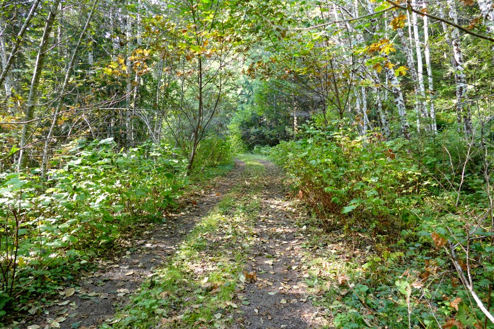 20201001 Olympic FSR2294 Forest Road  TroutCreekSide