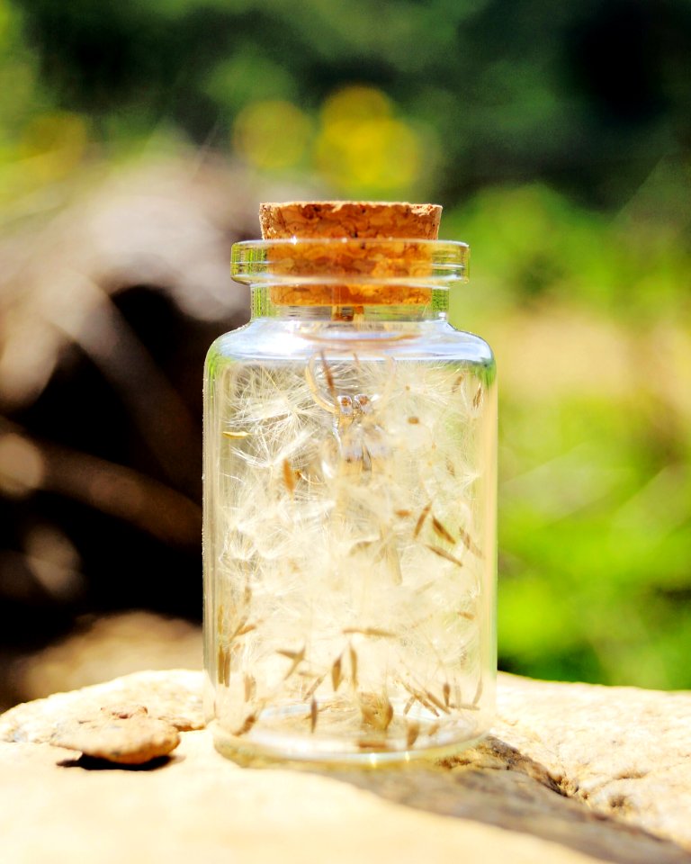 A Collection of Dandelion Seeds