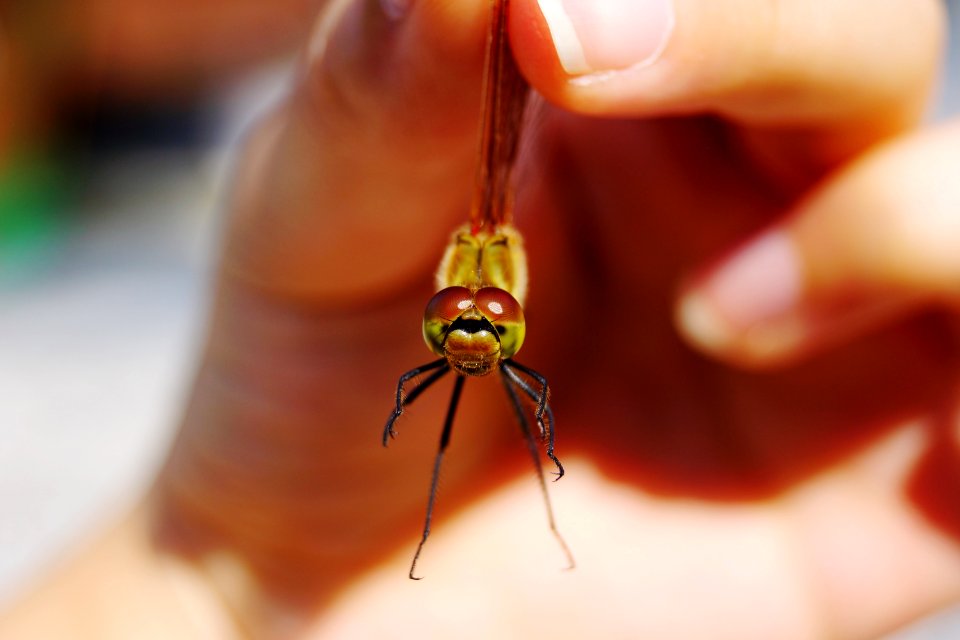 Dragonfly's Eyes