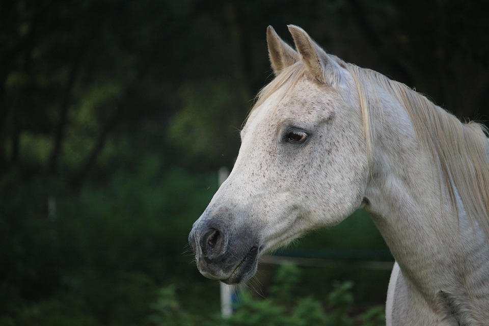 Autumn horse head pasture