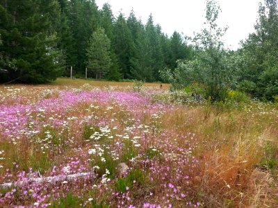 2019 Olympic Pollinator meadow.