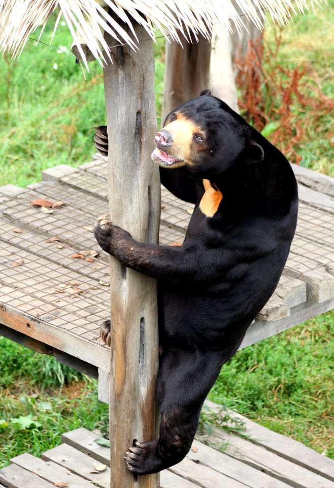 SUN BEAR