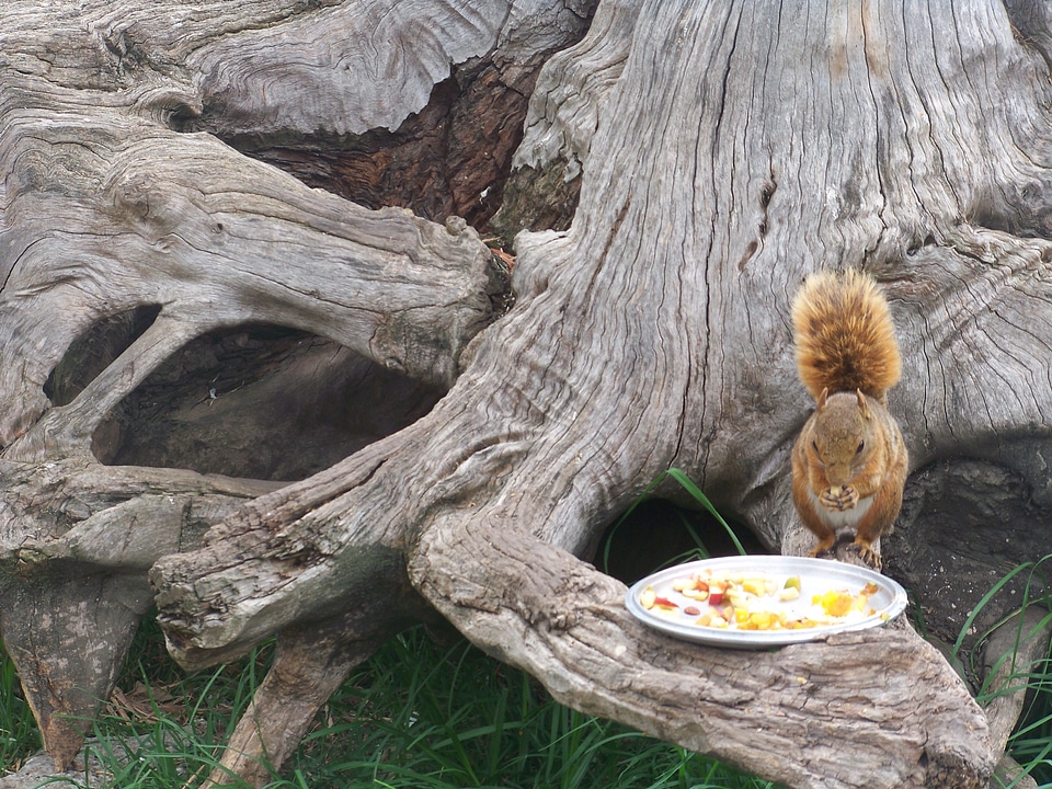 Park tree food