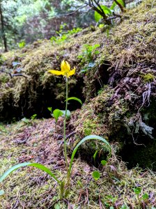 20200622 Olympic yellow glacier lily wildflower.
