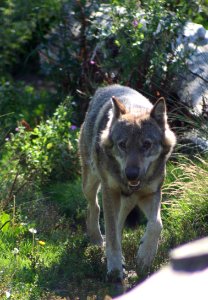 Wingham Wildlife Park