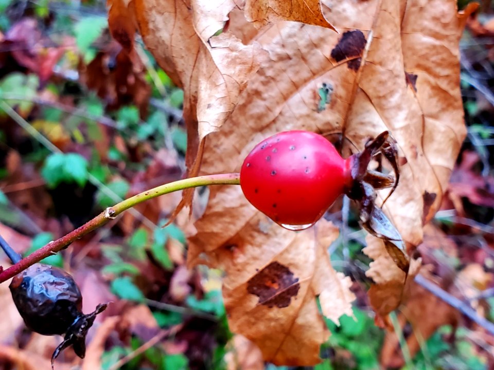 Rosehip, Mt. Baker-Snoqualmie National Forest. Photo by Anne Vassar November 23, 2020.