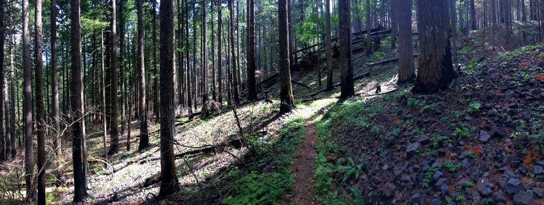 Patches of green along Pacific Crest Trail in the Columbia River Gorge in Oregon post Eagle Creek Fire 6/14/2018 photo by Ralph Bloemers, Crag Law Center.