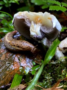 2020-10-16 Olympic SlugEatingMushroom USFS photo by Kelsey Dyer