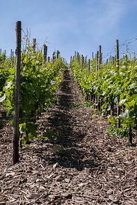 Grapevine vines vineyard
