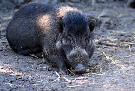 Wingham Wildlife Park